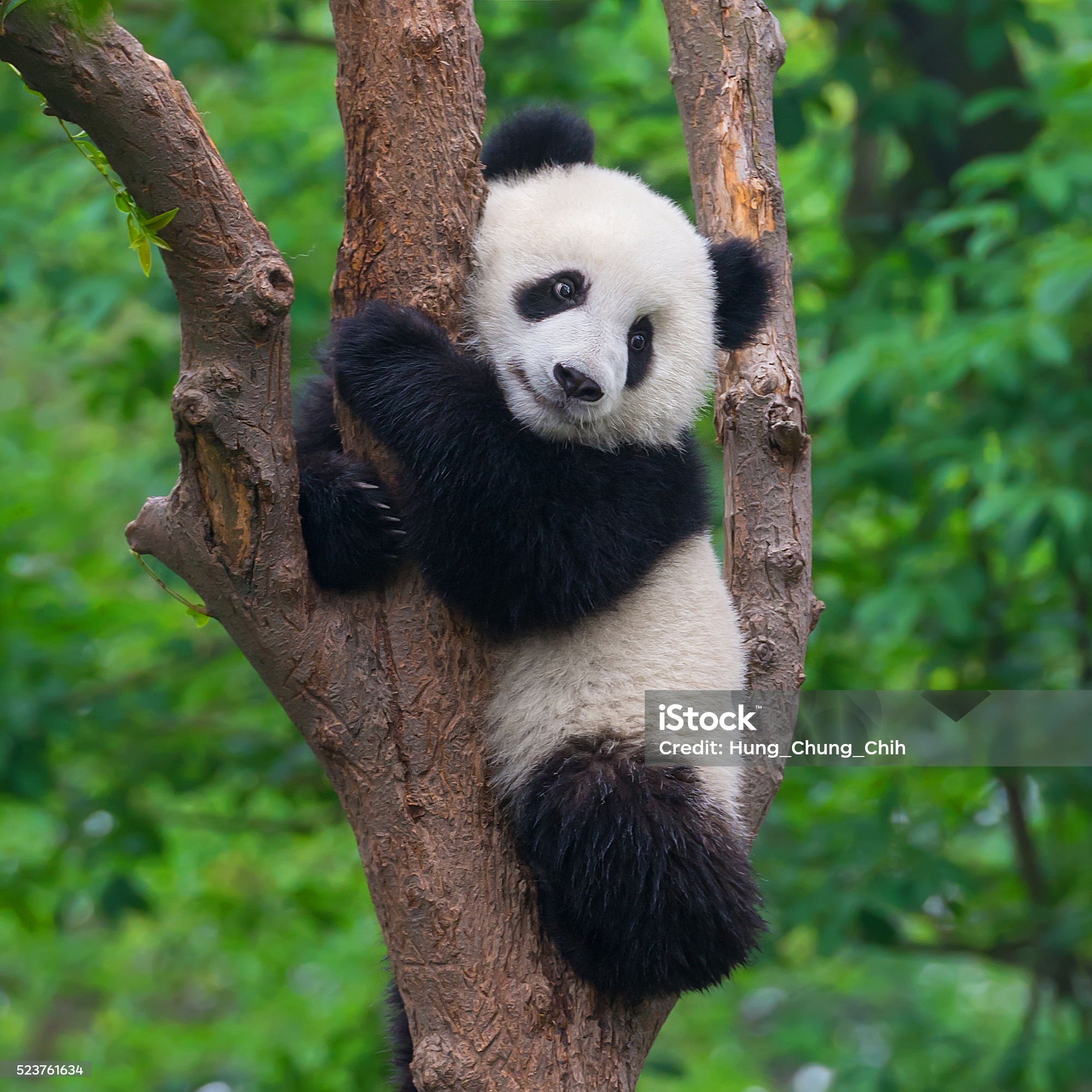 panda