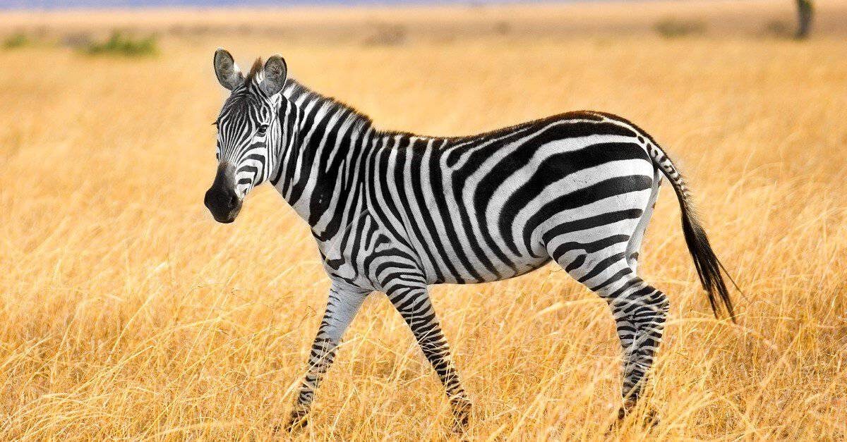 zebra